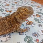 phoca_thumb_m_agamy krlk zajci 26 Fotogalerie